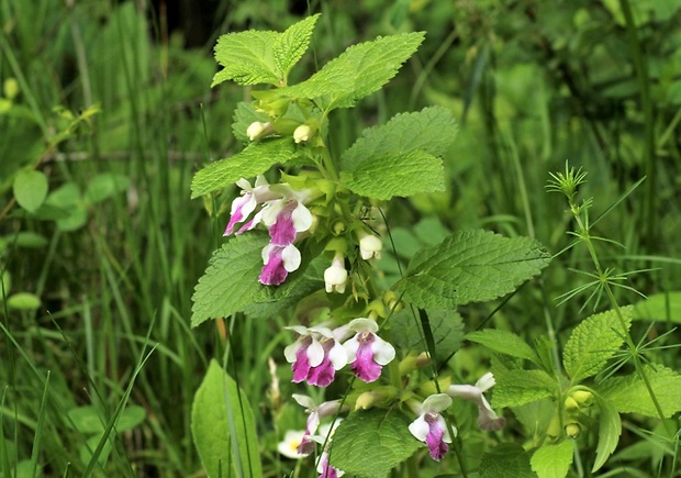 medúnka medovkolistá Melittis melissophyllum L.