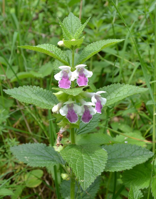 medúnka medovkolistá Melittis melissophyllum L.