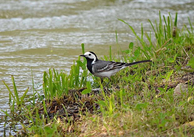 trasochvost biely Motacilla alba