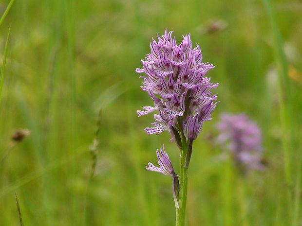 neotinea trojzubá Neotinea tridentata (Scop.) R. M. Bateman, Pridceon et M. W. Chase