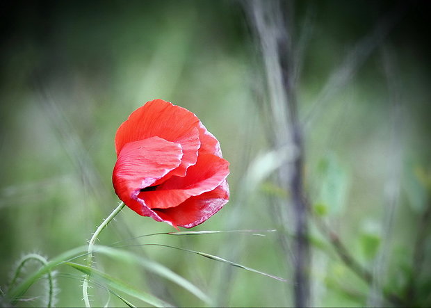 vĺči mak Papaver rhoeas L.