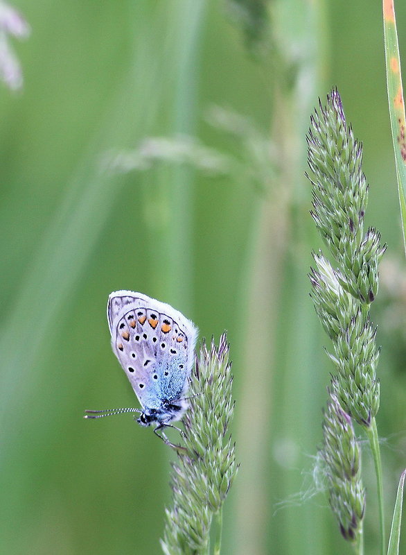 modračik obyčajný Polyommatus icarus