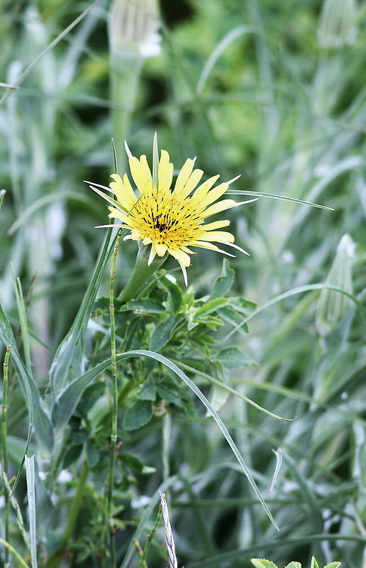 kozobrada kyjačikova Tragopogon dubius Scop.