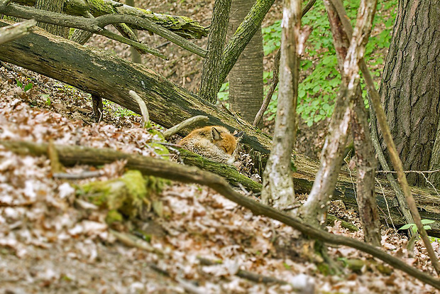 líška hrdzavá Vulpes vulpes