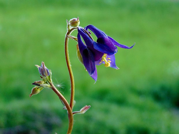 orlíček obyčajný Aquilegia vulgaris L.