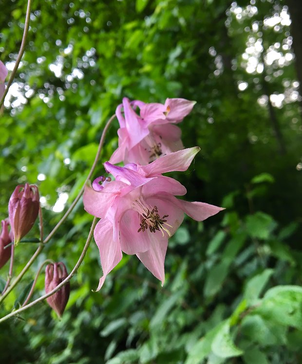 orlíček obyčajný Aquilegia vulgaris L.