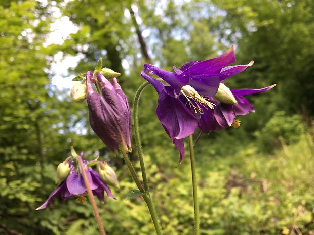 orlíček obyčajný Aquilegia vulgaris L.