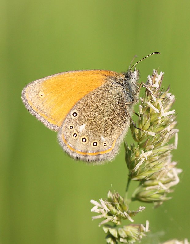 očkáň traslicový  Coenonympha glycerion