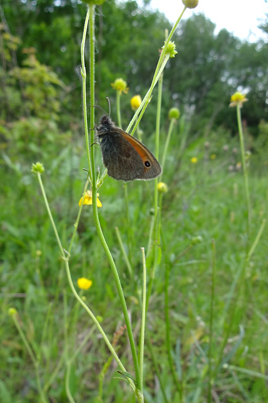 očkáň pohánkový Coenonympha pamhilus