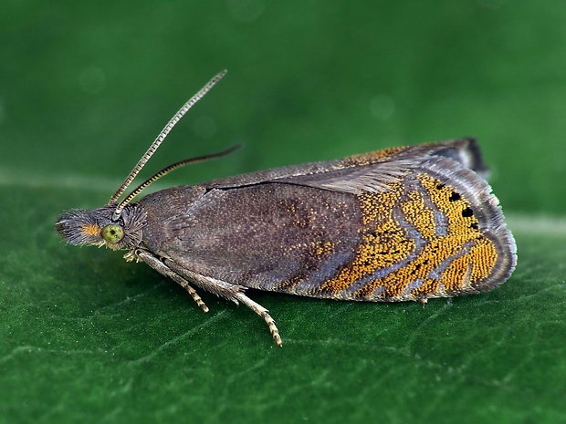 koreňožrút (sk) / obaleč (cz) Dichrorampha podoliensis Toll, 1942