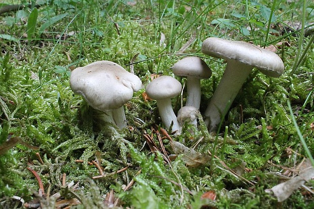 hodvábnica jarná Entoloma clypeatum (L.) P. Kumm.