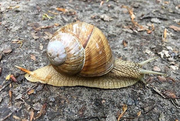 slimák záhradný Helix pomatia