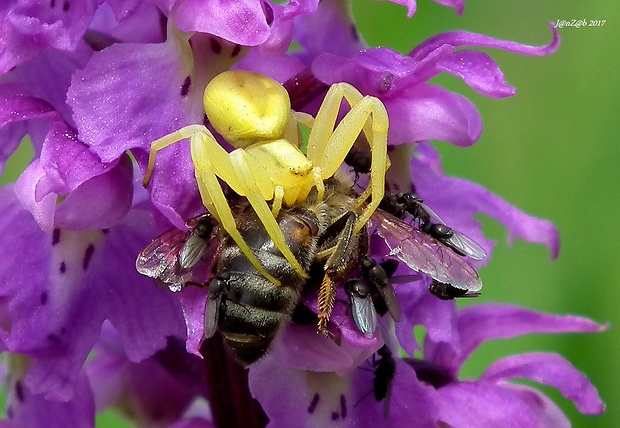 kvetárik dvojtvarý + hrbačka  Misumena vatia + Phoridae sp.