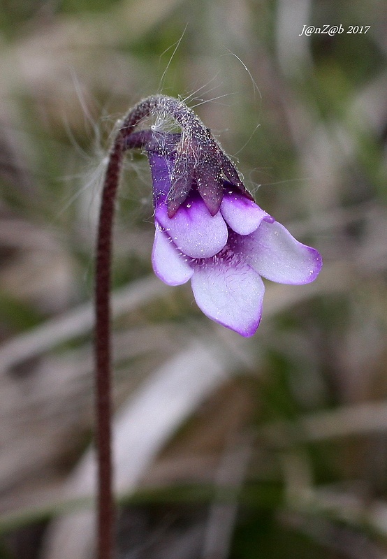 tučnica obyčajná Pinguicula vulgaris L.