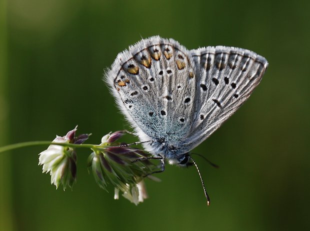 modráčik obyčajný  Polyommatus icarus