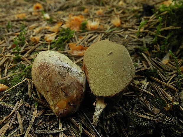 koreňovec červený Rhizopogon roseolus (Corda) Th. Fr.