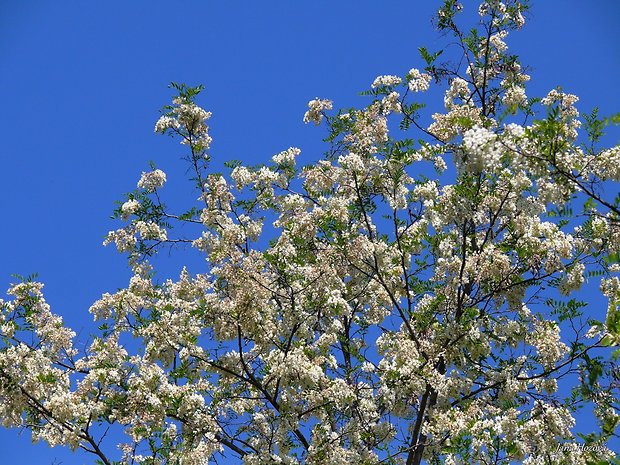 agát biely Robinia pseudoacacia L.