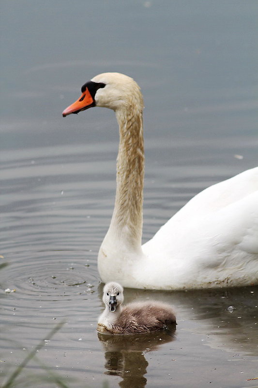 labuť hrbozobá Cygnus olor