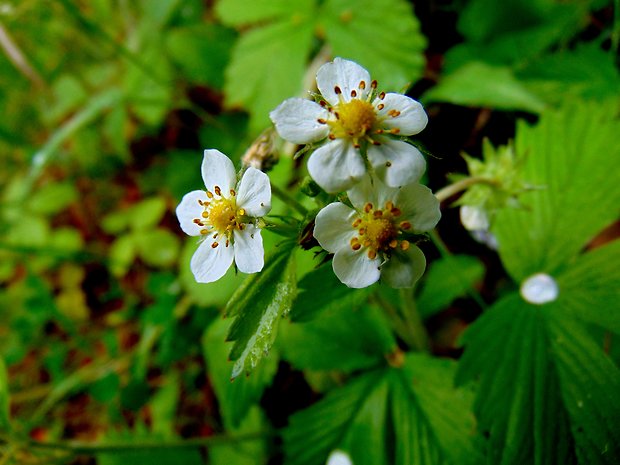 jahoda obyčajná Fragaria vesca L.