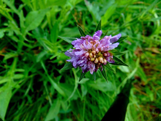 chrastavec roľný Knautia arvensis (L.) Coult.