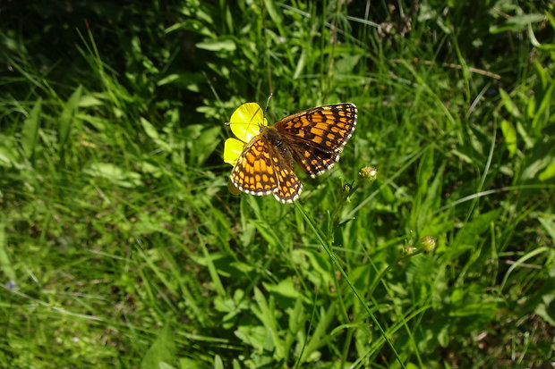 hnedáčik skorocelový  Melitaea athalia