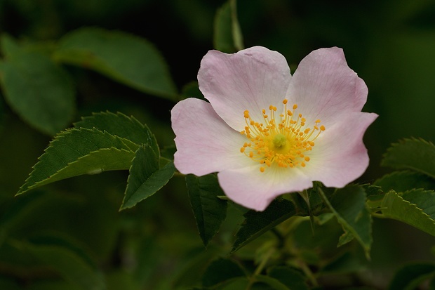 ruža šípová Rosa canina L.