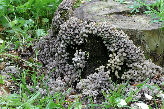 hnojník rozsiaty Coprinellus disseminatus (Pers.) J.E. Lange