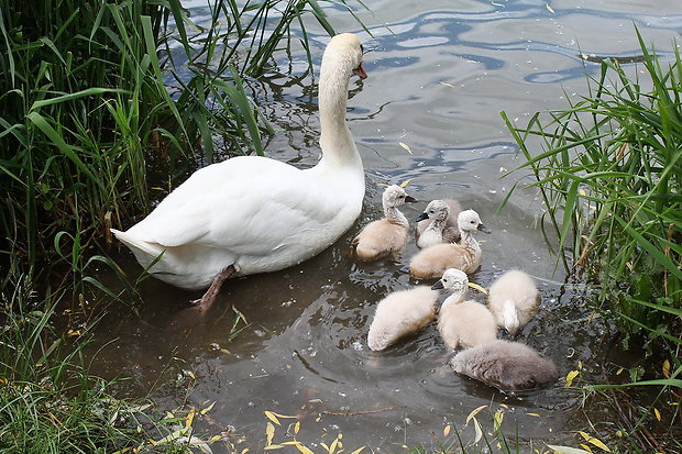 labuť hrbozobá Cygnus olor