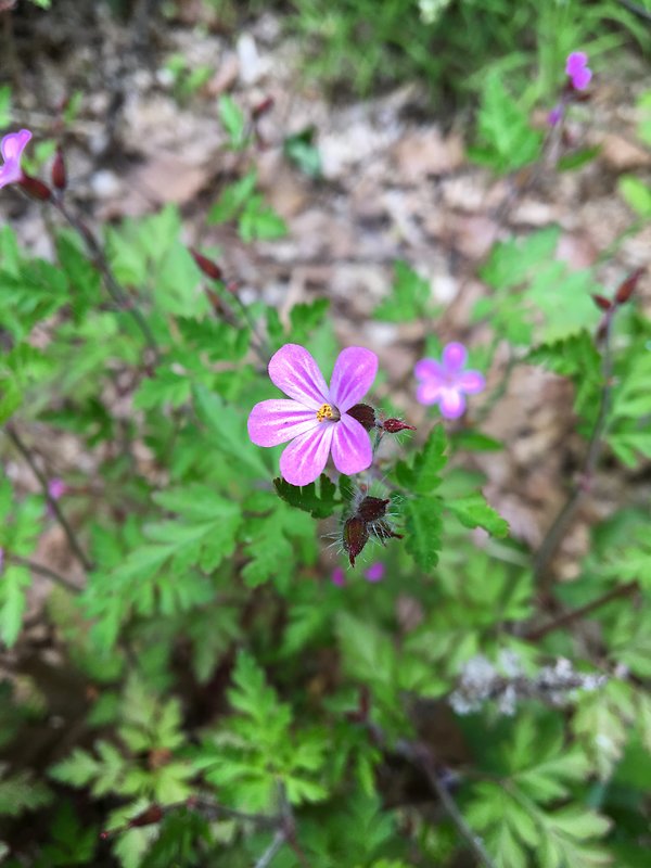 pakost smradľavý Geranium robertianum L.