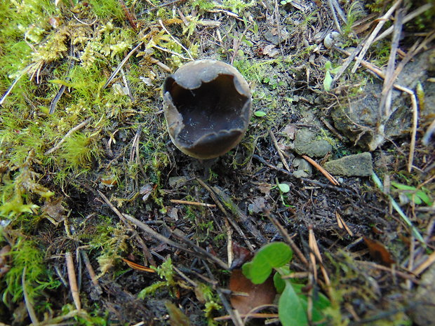 chriapač sosnový Helvella leucomelaena (Pers.) Nannf.