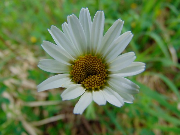 margaréta biela Leucanthemum vulgare Lam.