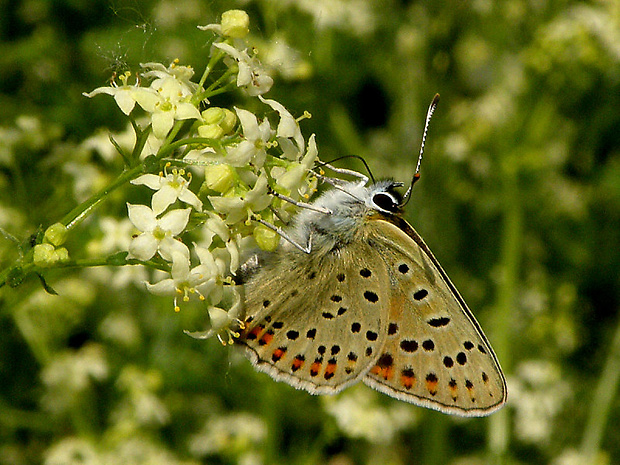 ohniváčik čiernoškvrnný - samička Lycaena tityrus  Poda, 1761