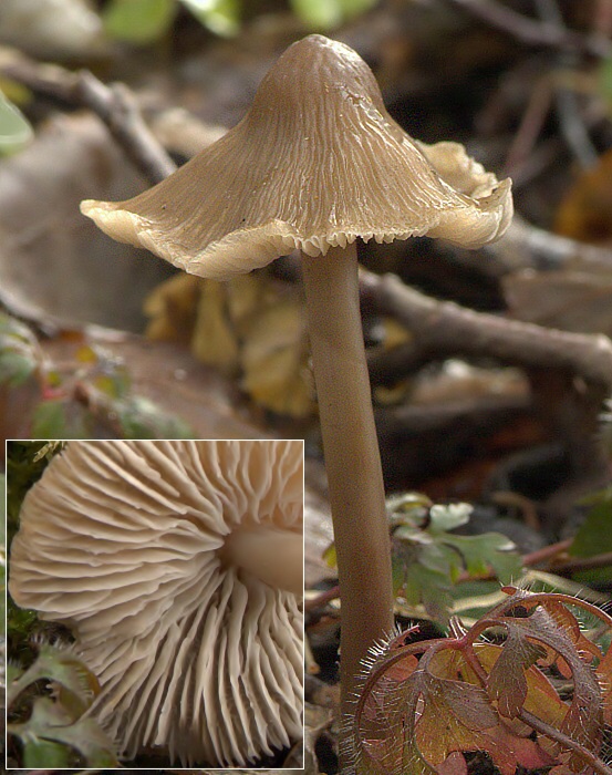 prilbička ružovolupeňová Mycena galericulata (Scop.) Gray