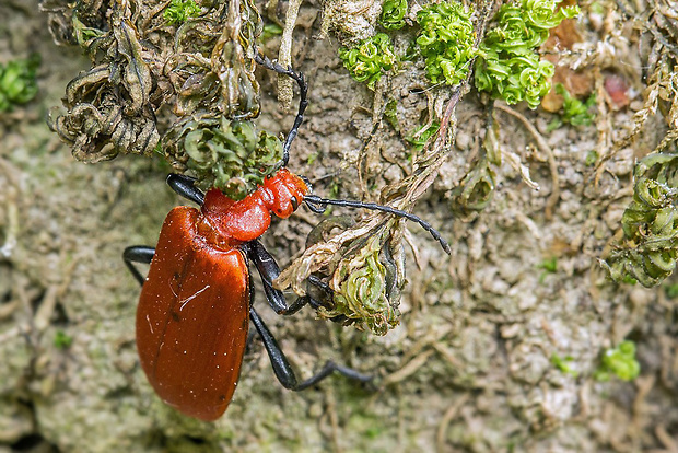 červenáčik  Pyrochroa serraticornis