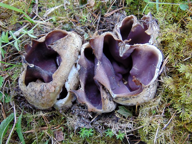 tulipánovka fialová Sarcosphaera coronaria (Jacq.) J. Schröt.