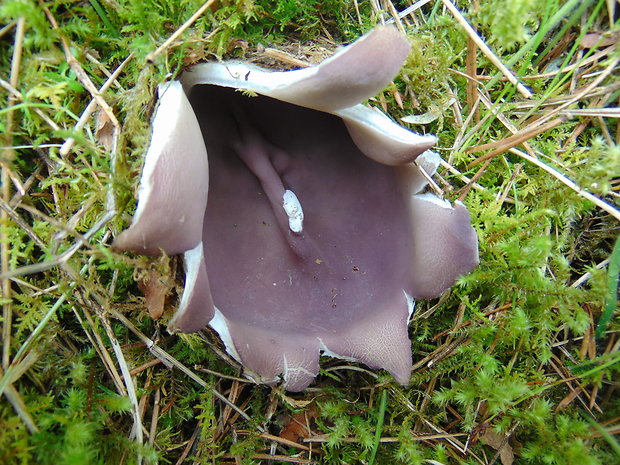 tulipánovka fialová Sarcosphaera coronaria (Jacq.) J. Schröt.