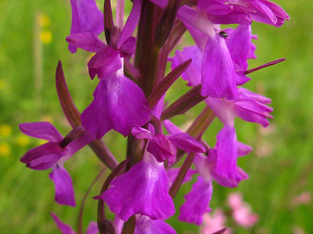 červenohlav močiarny úhľadný Anacamptis palustris subsp. elegans (Heuffel) R.M. Bateman, A.M. Pridgeon & M.W. Chase