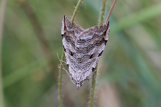 piadivka úhorová Aplocera plagiata