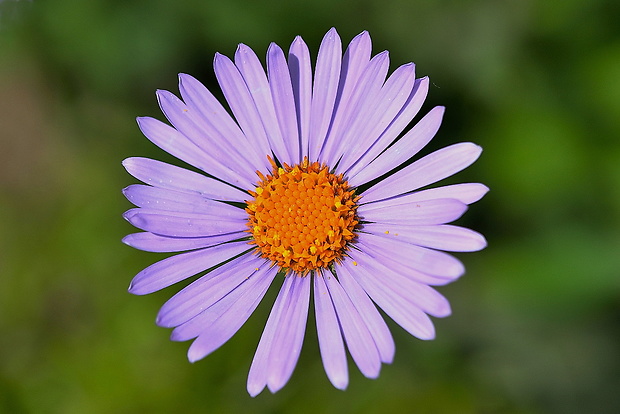 astra alpínska Aster alpinus L.