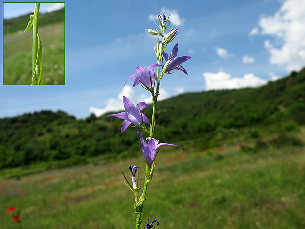 zvonček repkový Campanula rapunculus L.