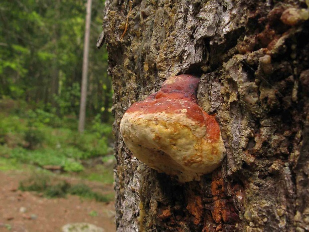 práchnovček pásikavý Fomitopsis pinicola (Sw.) P. Karst.