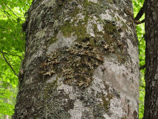 jamkatec pľúcny Lobaria pulmonaria (L.) Hoffm.