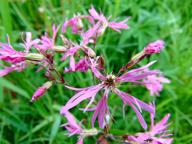 kukučka lúčna Lychnis flos-cuculi L.