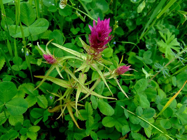 čermeľ roľný Melampyrum arvense L.