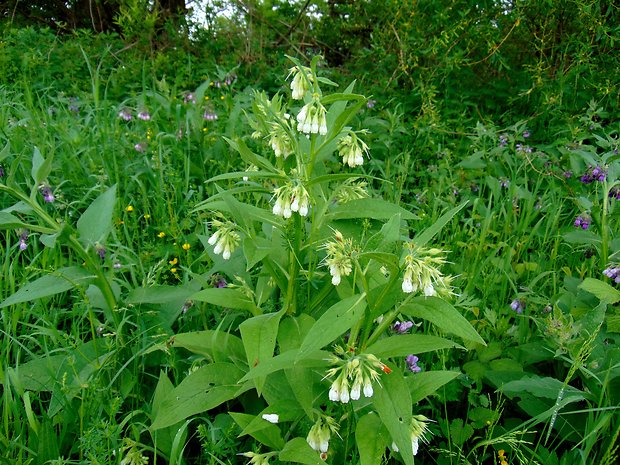 kostihoj lekársky Symphytum officinale L.