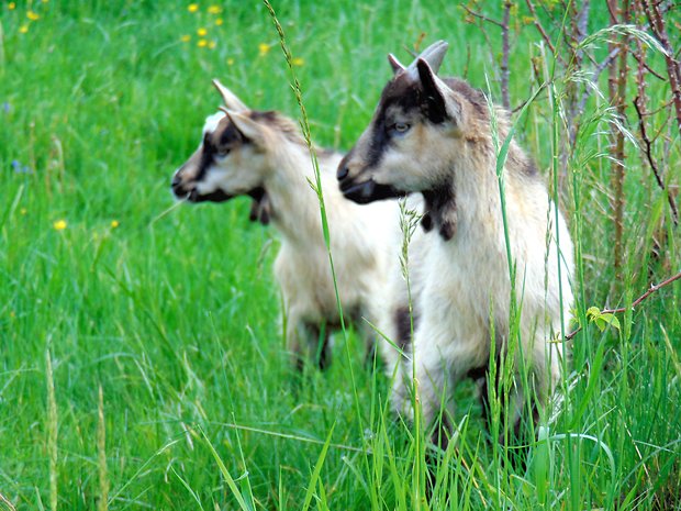 ine-kozľiatka