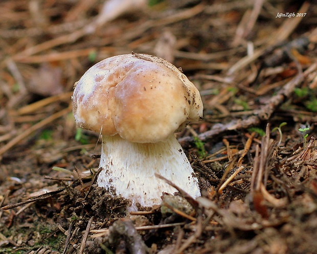 hríb smrekový Boletus edulis Bull.