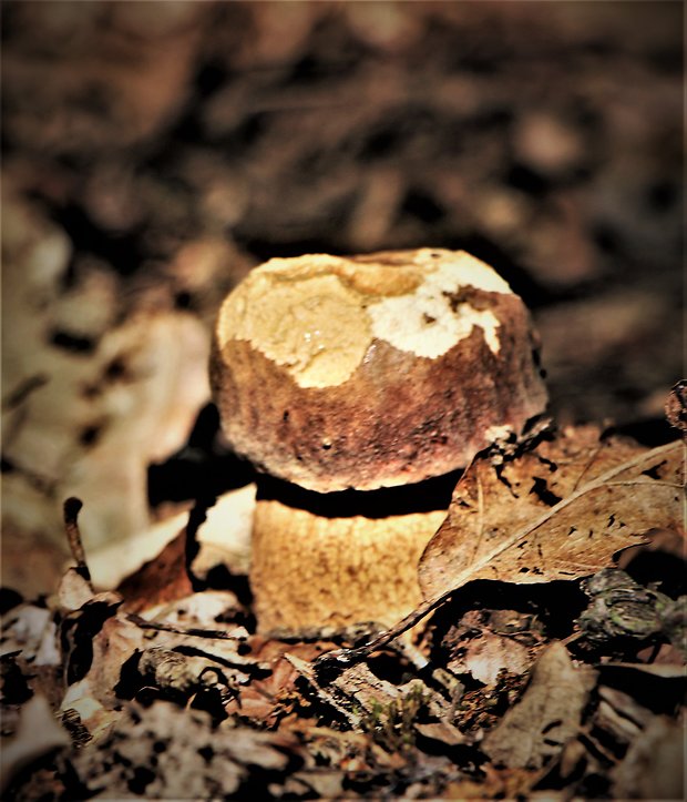 hríb dubový Boletus reticulatus Schaeff.