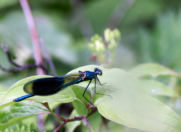 hadovka lesklá Calopteryx splendens