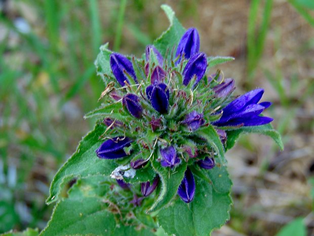 zvonček klbkatý Campanula glomerata agg. L.